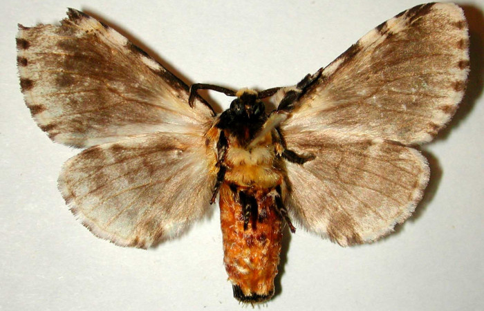 Fig. 4. Adulto: <i>Tecmassa dandon</i>. Area de Conservación Guanacaste, Sector Santa Rosa, Finca Jenny, elevación 205 m.s.n.m,(95-SRNP-9849-DHJ32563.jpg), posición dorsal, hembra.