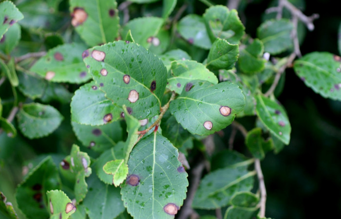 Fig 21. Plantas que come <i>Tecmessa dandon</i>, Salicaceae, <i>Xylosma flexuosa</i>. Sector Santa Rosa, Bosque San Emilio, elevación 300 m.s.n.m (Foto H.Ramirez Nov.2014).