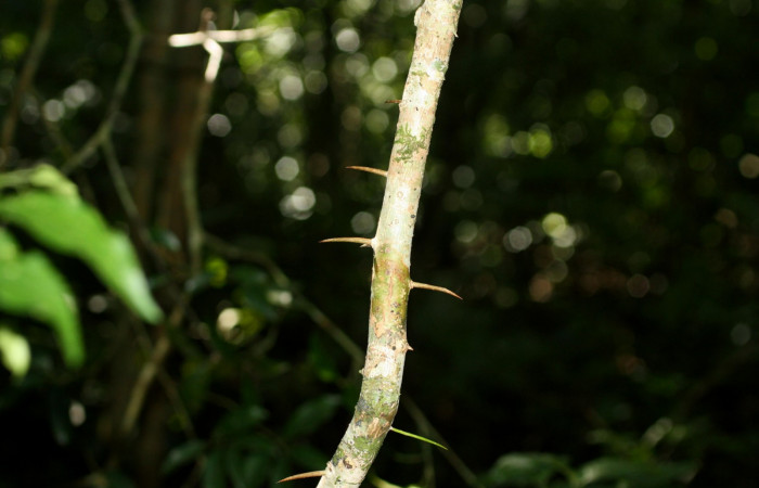 Fig 22. Plantas que come <i>Tecmessa dandon</i>, Salicaceae, <i>Xylosma chlorantha</i>. Sector Cacao, Bosque Sendero Arenales, elevación 1080 m.s.n.m (Foto H.Ramirez Nov.2014).