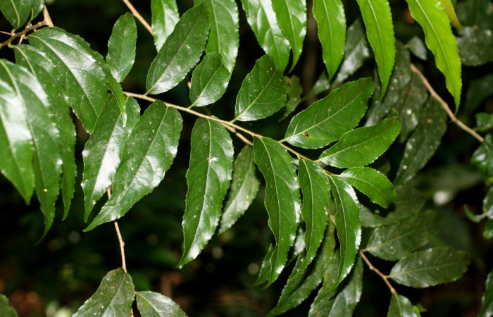 Fig 23. Plantas que come <i>Tecmessa dandon</i>, Salicaceae, <i>Xylosma chlorantha</i>. Sector Cacao, Bosque Sendero Arenales, elevación 1080 m.s.n.m (Foto H.Ramirez Nov.2014).