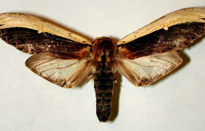 Figura 12. Posicion dorsal del Adulto de, <i>Truncaptera gigantea</i> (Notodontidae) Voucher, 00-SRNP-21593-DHJ32350.