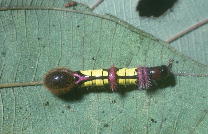 Figura 2. Posición dorsal de <i>Truncaptera gigantea</i> (Notodontidae), en último estadio mide 32 mm, planta hospedera <i>Coussapoa nymphaeifolia</i> (Urticaceae), Estación Caribe. Voucher: 04-SRNP-3015-DHJ84507