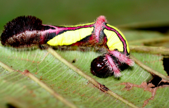 Figura 4. Posicion de cabeza mostrando lateral de <i>Truncaptera gigantea</i> (Notodontidae), en último estadio mide 32 mm, planta hospedera <i>Coussapoa nymphaeifolia</i> (Urticaceae), Estación Caribe. Voucher, 06-SRNP-413-DHJ415622.