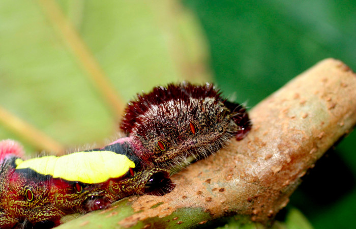 Figura 6. Posicion de lateral, mostrando los espiraculos rojos en la parte trasera <i>Truncaptera gigantea</i> (Notodontidae), en último estadio mide 32 mm, planta hospedera <i>Coussapoa nymphaeifolia</i> (Urticaceae), Estación Caribe. Voucher, 06-SRNP-413- DHJ415625.