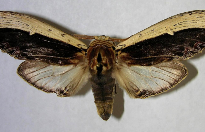 Figura 14. Posicion dorsal del Adulto de, <i>Truncaptera gigantea</i> (Notodontidae) Voucher, 06-SRNP-8728-DHJ361788.