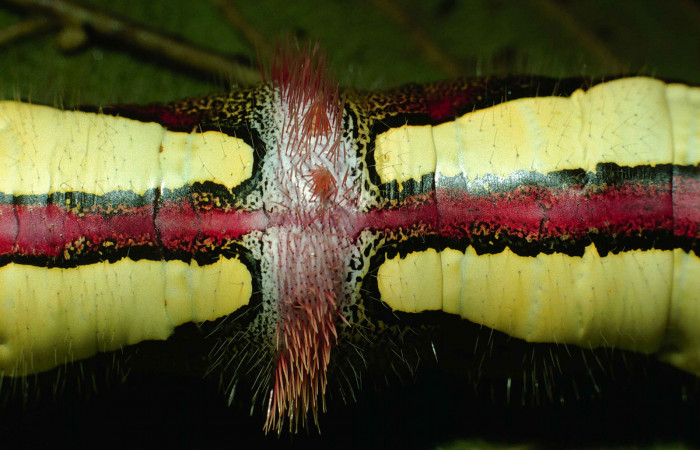 Figura 9. Posicion dorsal, mostrando sus colores muy llamativos de <i>Truncaptera gigantea</i> (Notodontidae) planta hospedera <i>Coussapoa nymphaeifolia</i> (Urticaceae), Estación Caribe. Voucher, 99-SRNP-12510-DHJ51836.