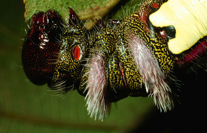 Figura 10. Posicion de cabeza, mostrando los espiraculos rojos y manchas de color blanco de, <i>Truncaptera gigantea</i> (Notodontidae) planta hospedera <i>Coussapoa nymphaeifolia</i> (Urticaceae), Voucher, 99-SRNP-12510-DHJ51837.