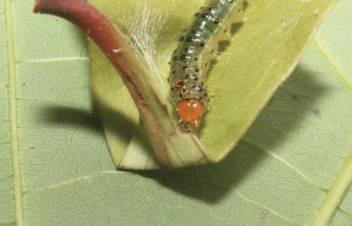 Fig.10 Vista Frontal, <i>Spilomela</i> personalisDHJ04 (Crambidae), se colectó 22 marzo 2014, Sector Rincon Rain Forest, Quebrada Bambu, 109mts. (14-SRNP-75758-DHJ716142.jpg).