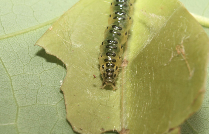 Fig.11 Vista tracera, <i>Spilomela</i> personalisDHJ04 (Crambidae), se colectó 22 marzo 2014, Sector Rincon Rain Forest, Quebrada Bambu, 109mts. (14-SRNP-75758-DHJ716143.jpg).
