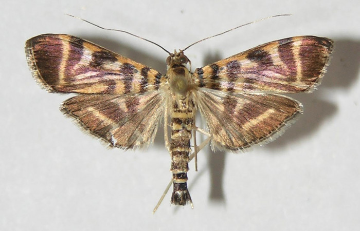 Fig.3 Vista dorsal, <i>Spilomela</i> personalisDHJ04 (Crambidae), eclosionó 02 febrero 2010, Sector El Hacha  Piedra Duende,450mts. (10-SRNP-20108-DHJ525338.jpg).