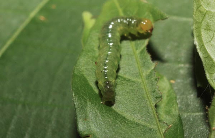 Fig.6 Vista tracera, <i>Spilomela pantheralis</i> (Crambidae), se colectó 02 junio 2014, Sector pitilla, Medrano, 380mts. (14-SRNP-70951-DHJ722985.jpg).