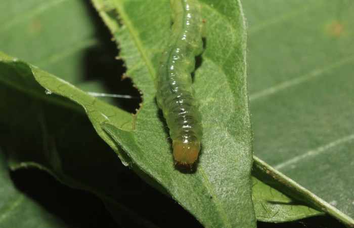 Fig. 7 Vista frontal, <i>Spilomela pantheralis</i> (Crambidae), se colectó 02 junio 2014, Sector pitilla, Medrano, 380mts. (14-SRNP-70951-DHJ722984.jpg).
