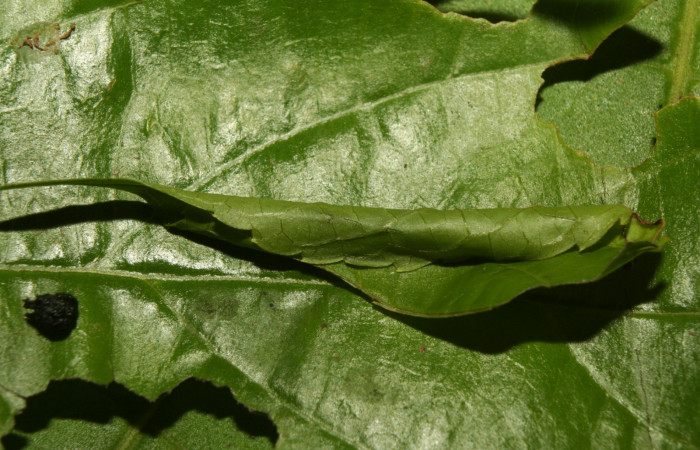 Fig.8 Observamos lacasita, <i>Spilomela pantheralis</i> (Crambidae), se colectó 22 junio 2013, Sector pitilla, Medrano, 380mts. (13-SRNP-70968-DHJ702596.jpg).