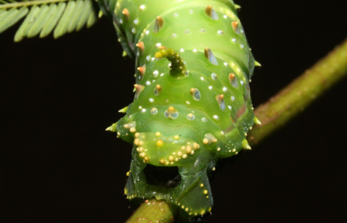 Figura 10. Larva en ultimo estadio <i>Syssphinx quadrilineata</i> (Saturniidae) posición cola desprendiendo un estiércol alimentándose en <i>Calliandra calothyrsus</i> (Fabaceae) (13-SRNP-42918-DHJ708171.JPG) 12 Agosto 2013, Camino Rio Negro  (elevación 373 metros) margen del camino).