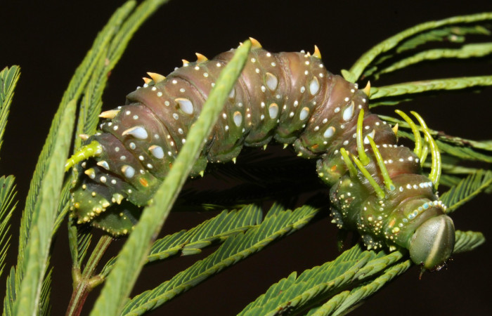 Figura 11. Larva en Prepupa <i>Syssphinx quadrilineata</i> (Saturniidae) posición normal en este estadio no se alimenta  (13-SRNP-42918-DHJ708198.JPG) 15 Agosto 2013, Camino Rio Negro  (elevación 373 metros) margen del camino).