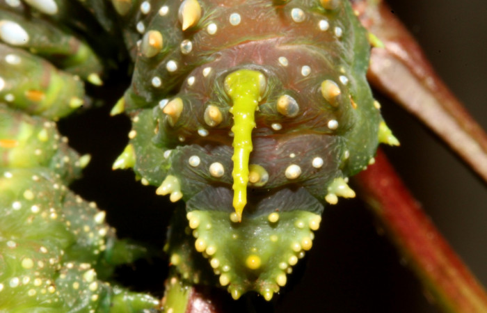 Figura 12. Larva en Prepupa <i>Syssphinx quadrilineata</i> (Saturniidae) posición cola en este estadio no se alimenta  (13-SRNP-42918-DHJ708198.JPG) 15 Agosto 2013, Camino Rio Negro  (elevación 373 metros) margen del camino).