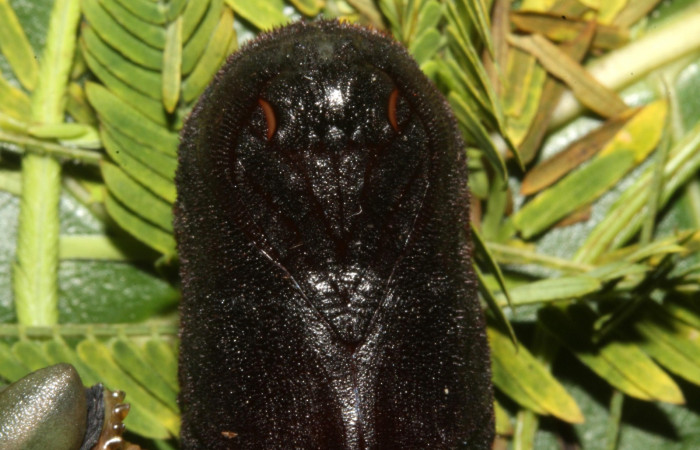 Figura 15. Larva en Pupa <i>Syssphinx quadrilineata</i> (Saturniidae) posición carita en este estadio en este estadio se prepara para convertirse en mariposa(13-SRNP-42918-DHJ708205.JPG) 15 Agosto 2013, Camino Rio Negro  (elevación 373 metros) margen del camino).