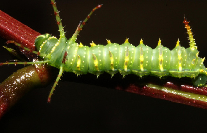 Figura 2. Larva en tercer estadio <i>Syssphinx quadrilineata</i> (Saturniidae) posición dorsal alimentándose en <i>Calliandra calothyrsus</i> (Fabaceae) (13-SRNP-42918-DHJ708119.JPG) 31 Julio 2013, Camino Rio Negro  (elevación 373 metros) margen del camino).