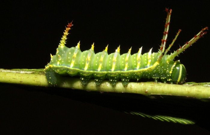 Figura 3. Larva en tercer estadio <i>Syssphinx quadrilineata</i> (Saturniidae) posición lateral alimentándose en <i>Calliandra calothyrsus</i> (Fabaceae) (13-SRNP-42918-DHJ708120.JPG) 31 Julio 2013, Camino Rio Negro  (elevación 373 metros) margen del camino).