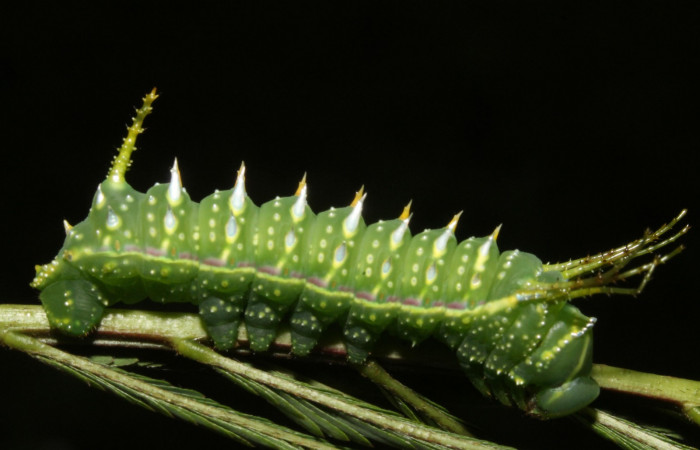 Figura 6. Larva en cuarto estadio <i>Syssphinx quadrilineata</i> (Saturniidae) alimentándose en <i>Calliandra calothyrsus</i> (Fabaceae) (13-SRNP-42918-DHJ708138.JPG) 6 Agosto 2013, Camino Rio Negro  (elevación 373 metros) margen del camino).
