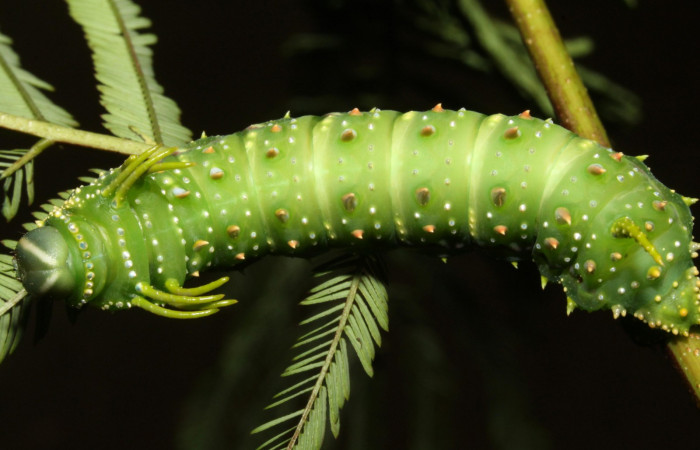 Figura 9.  Larva en ultimo estadio <i>Syssphinx quadrilineata</i> (Saturniidae) posición dorsal alimentándose en <i>Calliandra calothyrsus</i> (Fabaceae) (13-SRNP-42918-DHJ708169.JPG) 12 Agosto 2013, Camino Rio Negro  (elevación 373 metros) margen del camino).