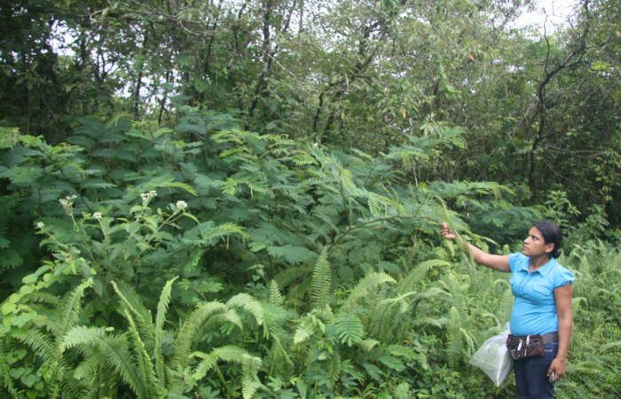 Figura 1. Camino Rio Negro, Sector Estación Caribe, Area de Conservación Guanacaste (elevación 373 metros) en margen de camino 31Julio 2013 lugar donde fue colectada la larva <i>Syssphinx quadrilineata</i> (Saturniidae) (13 SRNP- 42918).