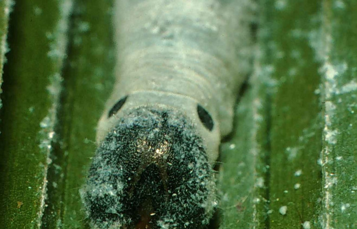 Figura 7. Larva <i>Aides brino </i> (Hespériidae), posición cabeza en <i>Prestoea decurrens </i> (Arecaceae). Area de Conservación Guanacaste, Sector San Cristobal. 00-SRNP-11750-DHJ54738.jpg.