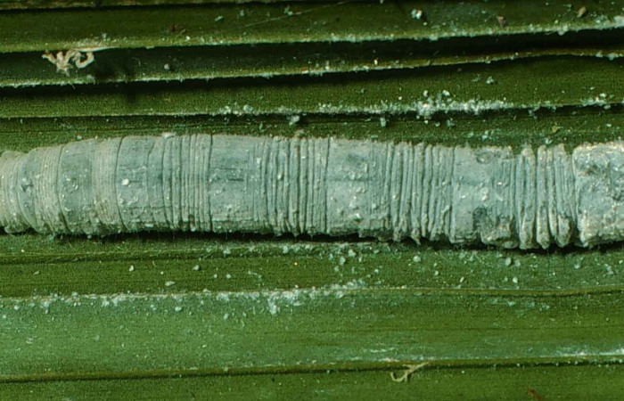 Figura 8. Larva <i>Aides brino</i> (Hesperiidae), posición dorsal en <i>Prestoea decurrens</i> (Arecaceae). Area de Conservación Guanacaste, Sector San Cristóbal. 00-SRNP-11750-DHJ54746.jpg.