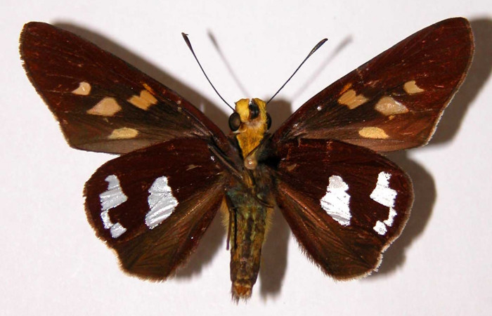 Figura 16. Adulto <i>Aides brino</i> (Hesperiidae).Hembra, posición ventral. Area de Conservación Guanacaste, Sector Santa Rosa. 01-SRNP-4046-DHJ33723.