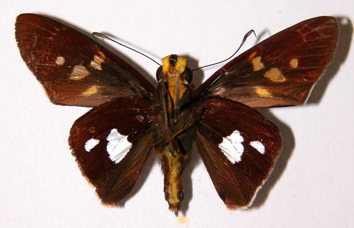 Figura 17. Adulto <i>Aides brino</i> (Hesperiidae). Macho, posición ventral. Area de Conservación Guanacaste, Sector Santa Rosa. 01-SRNP-5012-DHJ33725.