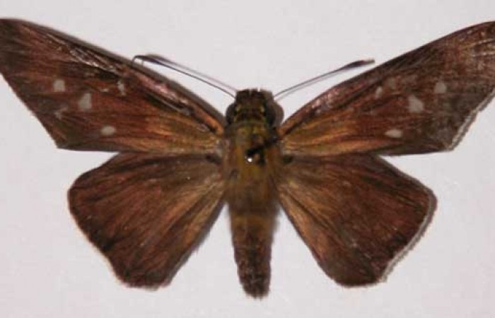 Figura 21. Adulto <i>Aides</i> Burns01 (Hesperiidae). Hembra, posición dorsal. Area de Conservación Guanacaste, Sector Santa Rosa. 01-SRNP-5047- DHJ33726.