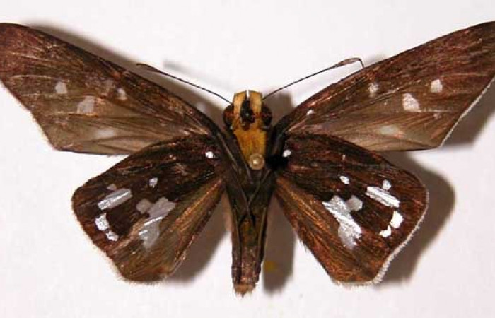 Figura 22. Adulto <i>Aides</i> Burns01 (Hesperiidae). Hembra, posición ventral. Area de Conservación Guanacaste, Sector Santa Rosa. 01-SRNP-5047- DHJ33727.