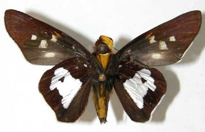 Figura 23. Adulto <i>Aides</i> Burns01 (Hesperiidae). Macho, posición ventral. Area de Conservación Guanacaste, Sector Santa Rosa. 02-SRNP-18858- DHJ34635.