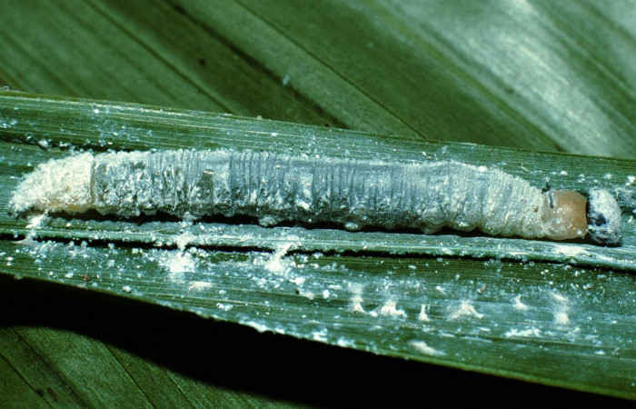 Figura 19. Oruga <i>Aides </i> Burns01 (Hesperiidae), posición lateral en <i>Prestoea decurrens </i> (Arecaceae). Area de Conservación Guanacaste, Sector San Cristóbal. 02-SRNP-7224-DHJ66240.jpg.