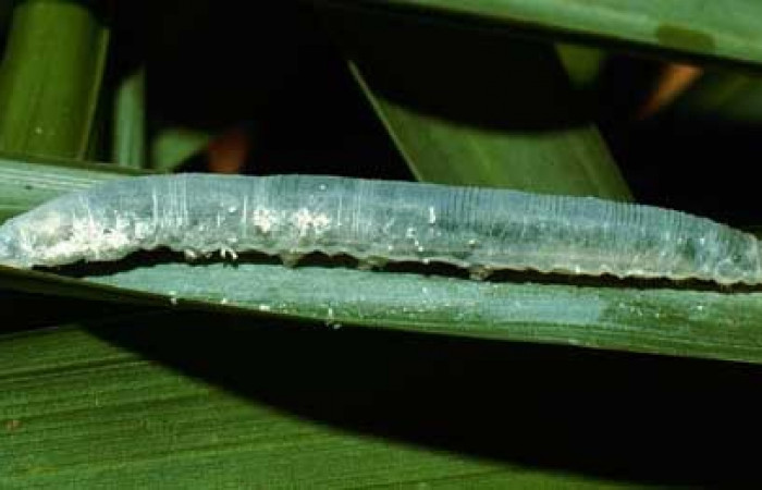 Figura 20. Oruga <i>Aides</i> Burns01 (Hesperiidae), posición lateral en <i>Prestoea decurrens</i> (Arecaceae). Area de Conservación Guanacaste, Sector San Cristóbal. 02-SRNP-7230-DHJ66247.jpg.