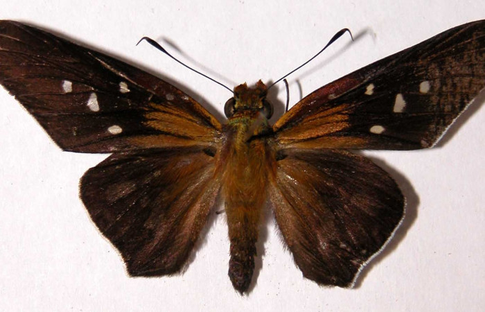 Figura 24. Adulto <i>Aides</i> Burns01 (Hesperiidae). Macho, posición dorsal. Area de Conservación Guanacaste, Sector Santa Rosa. 03-SRNP-20278- DHJ90108.