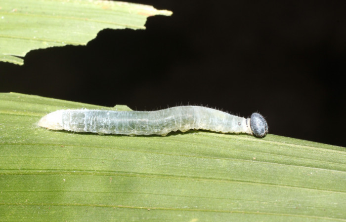 Figura 11. Larva <i>Aides brino</i> (Hesperiidae), posición cola en <i>Prestoea decurrens</i> (Arecaceae). Area de Conservación Guanacaste, Sector San Cristóbal. 15-SRNP-2434-DHJ487755.JPG.