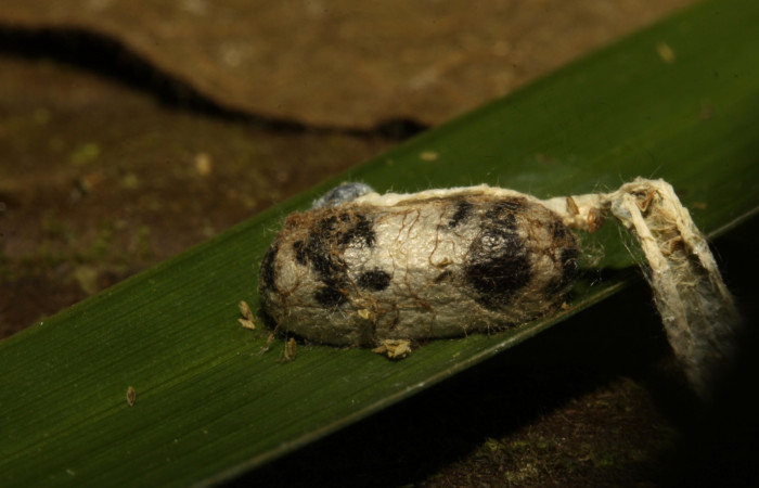 Figura 26. Parásito <i>Hyposoter</i> INB-12 (Ichneumonidae), junto a la piel de la larva Aides brino (Hesperiidae). Estación Biológica Pitilla.