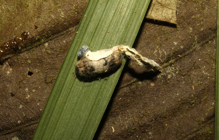 Figura 25. Parásito <i>Hyposoter</i> INB-12 (Ichneumonidae), junto a la piel de la larva <i>Aide brino</i> (Hesperiidae). Estación Biológica Pitilla. 16-SRNP-30452- DHJ729589.jpg.