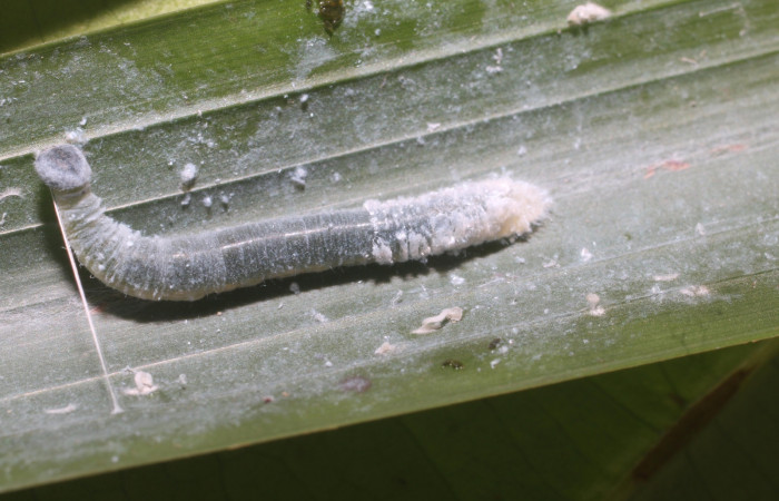 Figura 2. Larva <i>Aides brino</i> (Hesperiidae), posición dorsal en <i>Prestoea decurrens</i> (Arecaceae). Area de Conservación Guanacaste, Sector San Cristóbal. 18-SRNP-80611-DHJ715247.JPG.