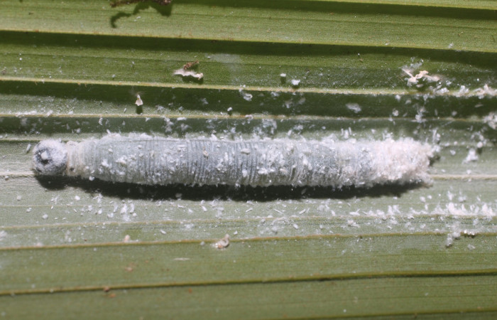 Figura 3. Larva <i>Aides brino </i> (Hesperiidae), posición dorsal en <i>Prestoea decurrens </i> (Arecaceae). Area de Conservación Guanacaste, Sector San Cristóbal. 18-SRNP-80681-DHJ715417.JPG.