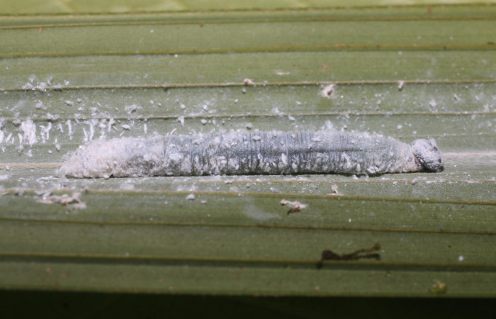 Figura 4. Larva <i>Aides brino</i> (Hesperiidae), posición lateral en <i>Prestoea decurrens</i> (Arecaceae). Area de Conservación Guanacaste, Sector San Cristóbal. 18-SRNP-80681-DHJ715418.JPG.