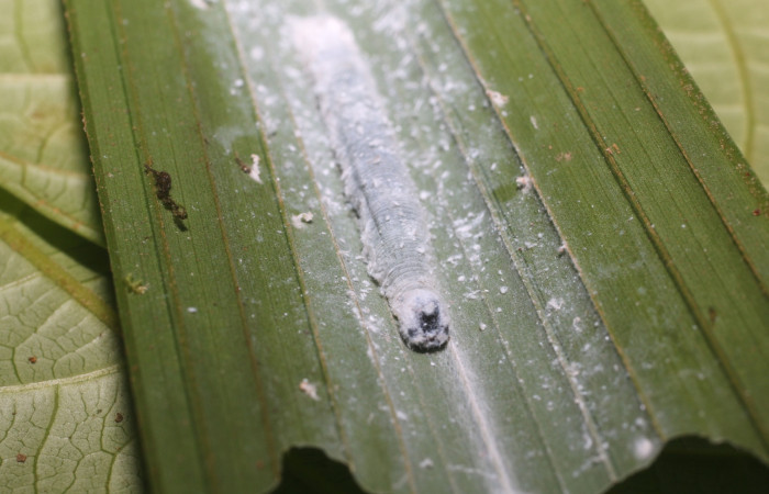Figura 5. Larva <i>Aides brino</i> (Hesperiidae), posición cabeza en <i>Prestoea decurrens</i> (Arecaceae). Area de Conservación Guanacaste, Sector San Cristóbal. 18-SRNP-80681-DHJ715419.JPG.