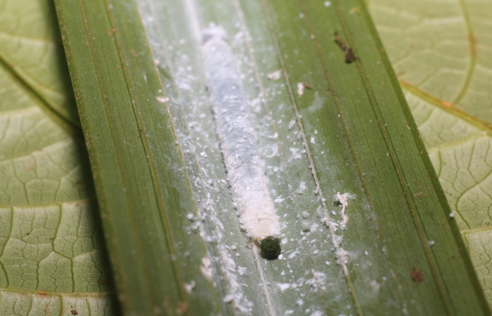 Figura 6. Larva <i>Aides brino</i> (Hesperiidae), posición cabeza en <i>Prestoea decurrens</i> (Arecaceae). Area de Conservación Guanacaste, Sector San Cristóbal. 18-SRNP-80681-DHJ715420.JPG.