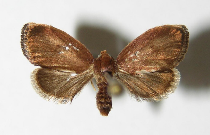 Figura 7. Adulto de <i>Vipsophobetron davisi</i> (Limacodidae), vista dorsal, localidad Río Blanco Abajo Sector San Cristóbal ACG (500m). Voucher: 05-SRNP-7122-DHJ336626.jpg.