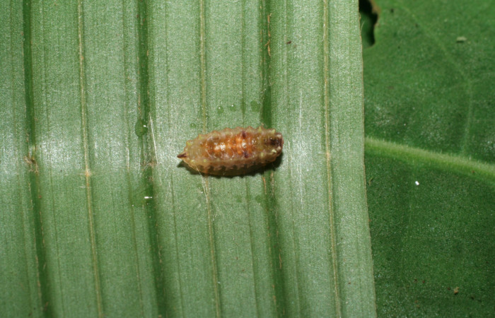 Figura 5. Prepupa de <i>Vipsophobetron davisi</i> (Limacodidae), vista dorsal, localidad Sendero Laguna Sector Pitilla ACG (680m). Voucher: 06-SRNP-32875-DHJ415970.jpg.