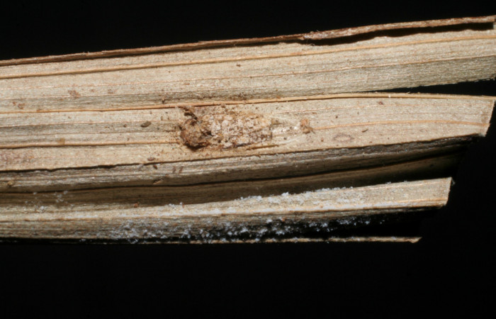 Figura 11. Restos de parásito <i>Fornicia</i> Janzen02 (Braconidae) que ataca <i>Vipsophobetron davisi</i> (Limacodidae), localidad Sendero Laguna Sector Pitilla ACG (680m). Voucher: 06-SRNP-33909-DHJ436578.jpg.