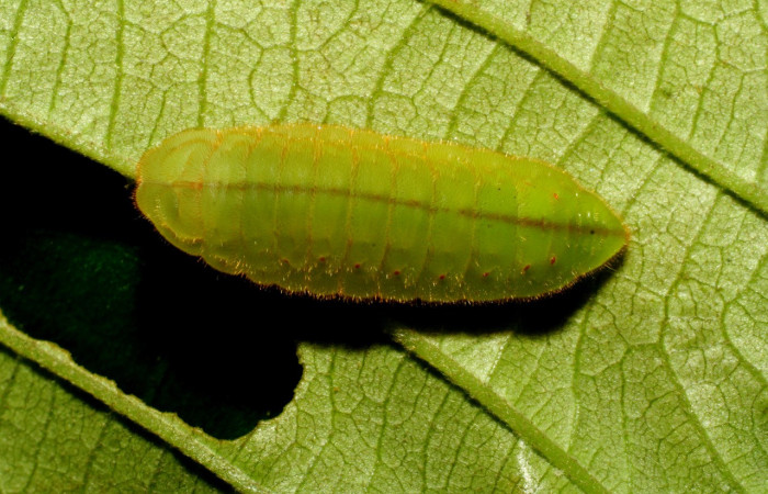 Figura 14. Larva <i>Pseudolycaena damo</i> (Lycaenidae), último estadío (U) vista dorsal, localidad Pasmompa, Sector Pitilla ACG (440m). Voucher: 07-SRNP-34311-DHJ434704.jpg.