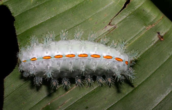 Figura 16. Larva <i>Euclea bidiscalis</i> (Limacodidae), último estadío (U) vista dorsal, localidad Río Blanco Abajo, Sector San Cristóbal ACG (500m). Voucher: 07-SRNP-972-DHJ419395.jpg.