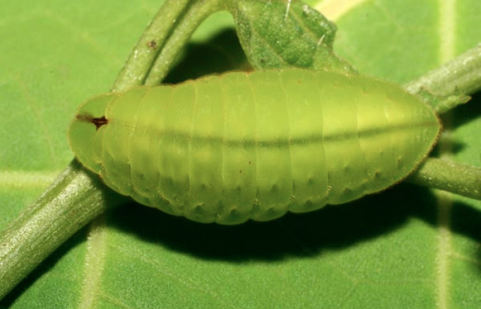 Figura 15. Larva <i>Arcas cypria</i> (Lycaenidae), último estadío (U) vista dorsal, localidad Amonias, Sector Pitilla ACG (390m). Voucher: 08-SRNP-31986-DHJ440818.jpg.